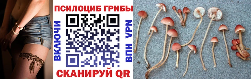 Псилоцибиновые грибы прущие грибы  kraken как войти  Гусев 